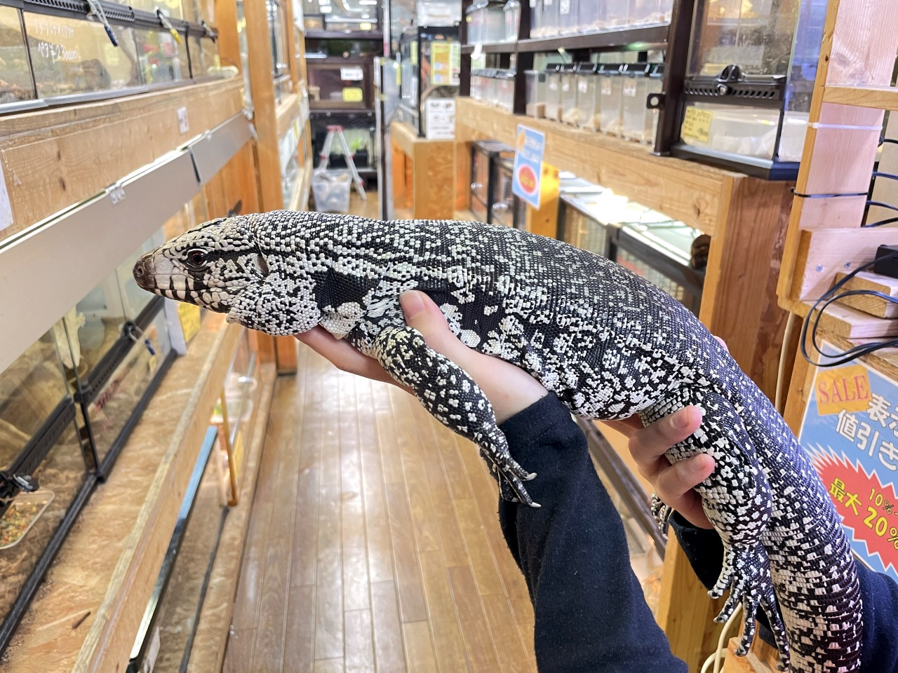 アルゼンチンブラックアンドホワイトテグー(8)