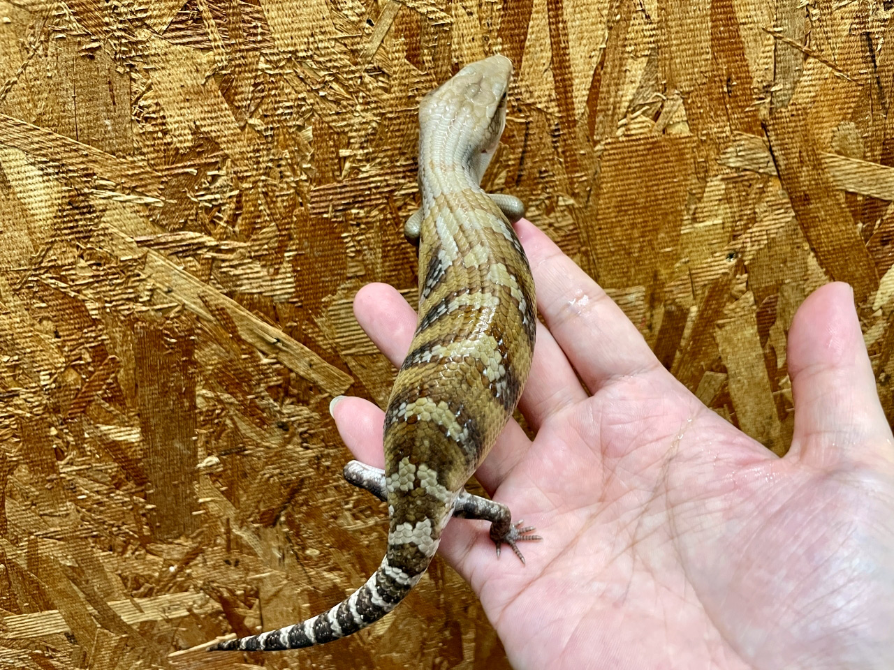 キタアオジタトカゲ(6)