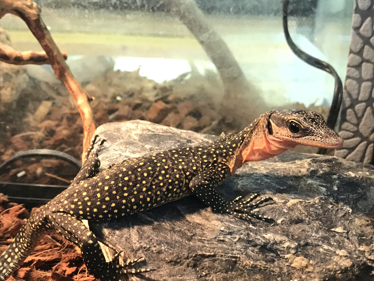 カールシュミットモニター(9)