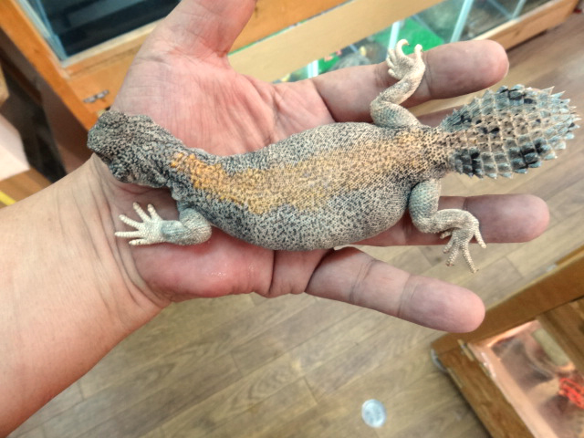 トーマストゲオアガマ(12)