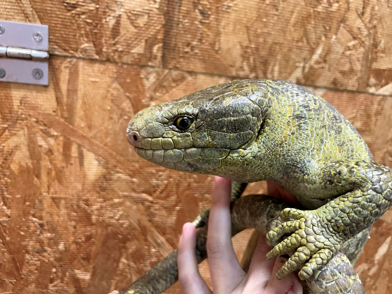 オマキトカゲ(4)