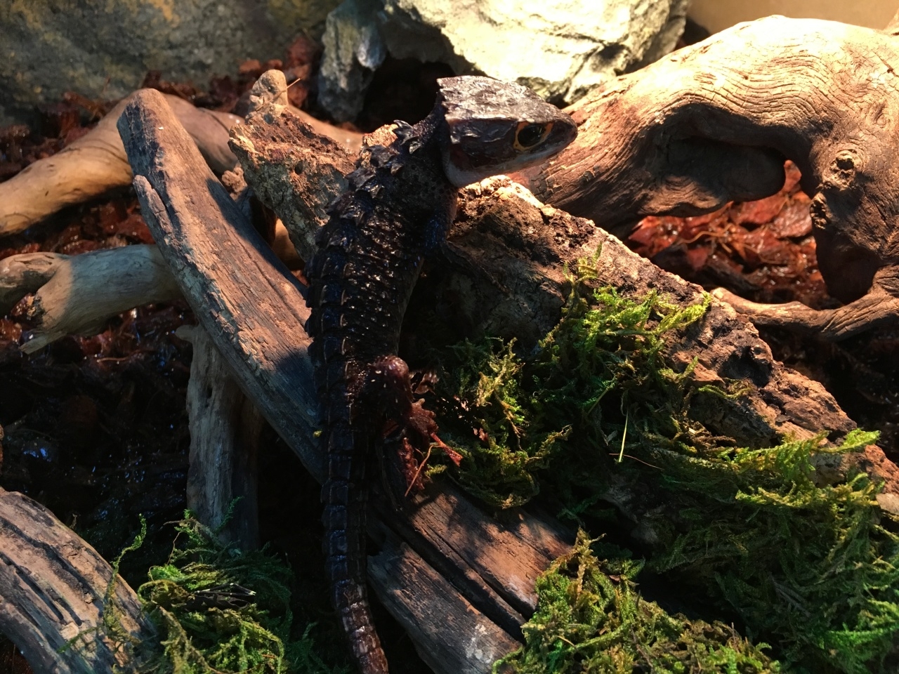 アカメカブトトカゲ(1)
