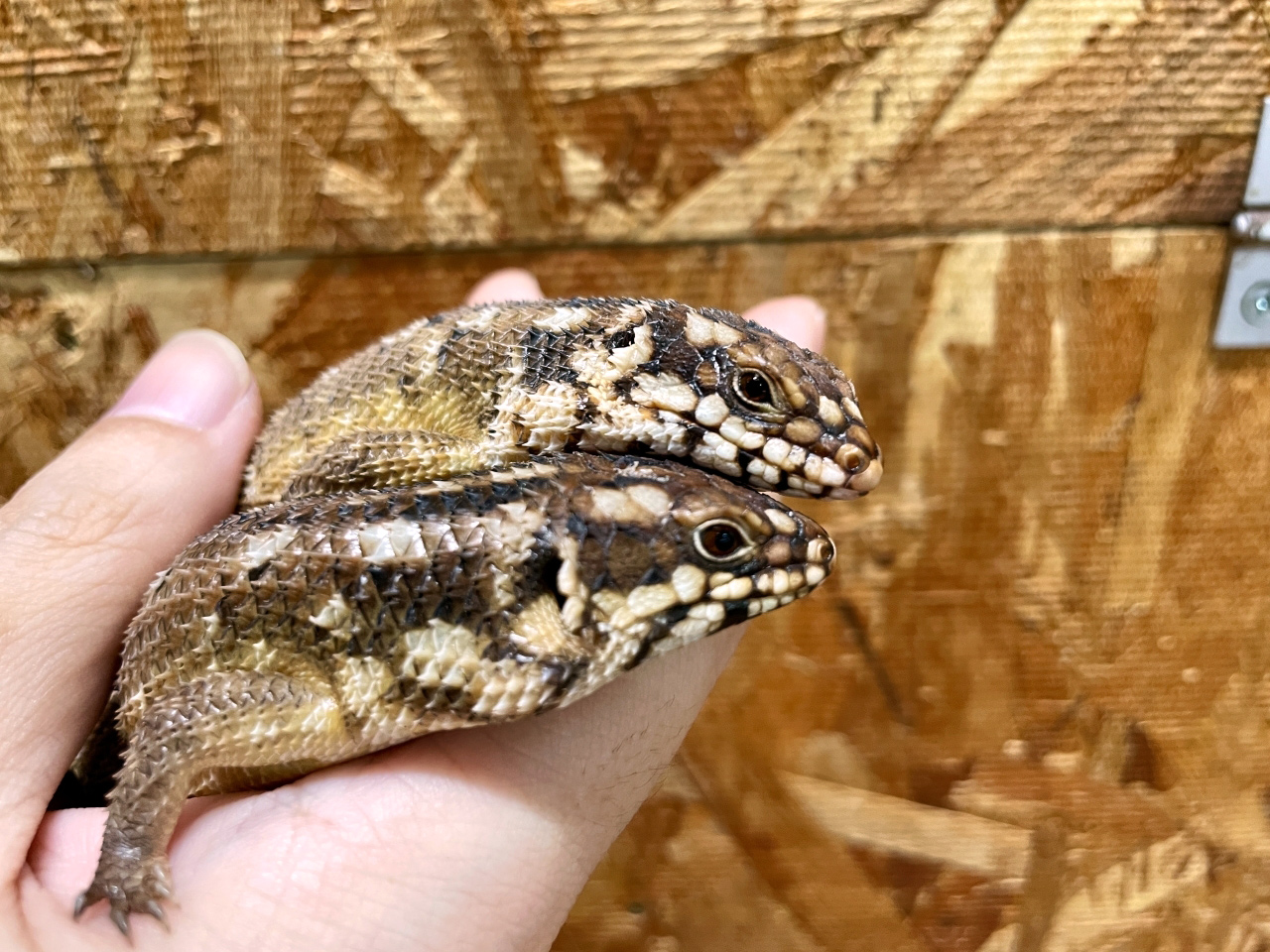 ホズマーイワトカゲ(3)