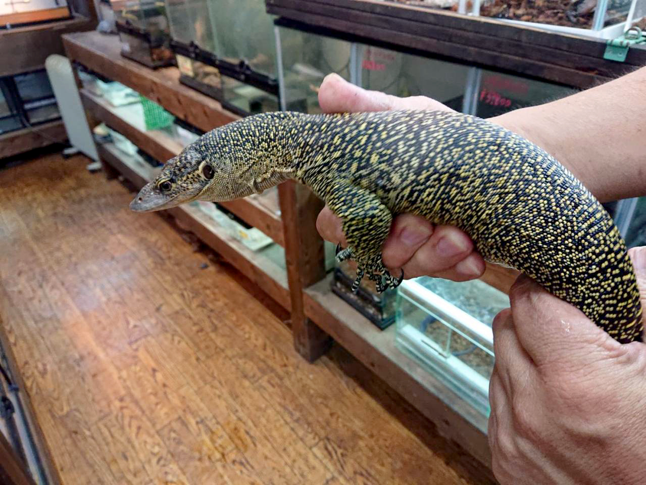 マングローブモニター(2)