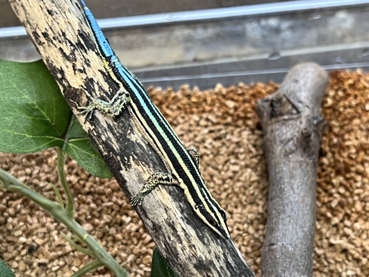 ラエビスキノボリカナヘビ トカゲ図鑑