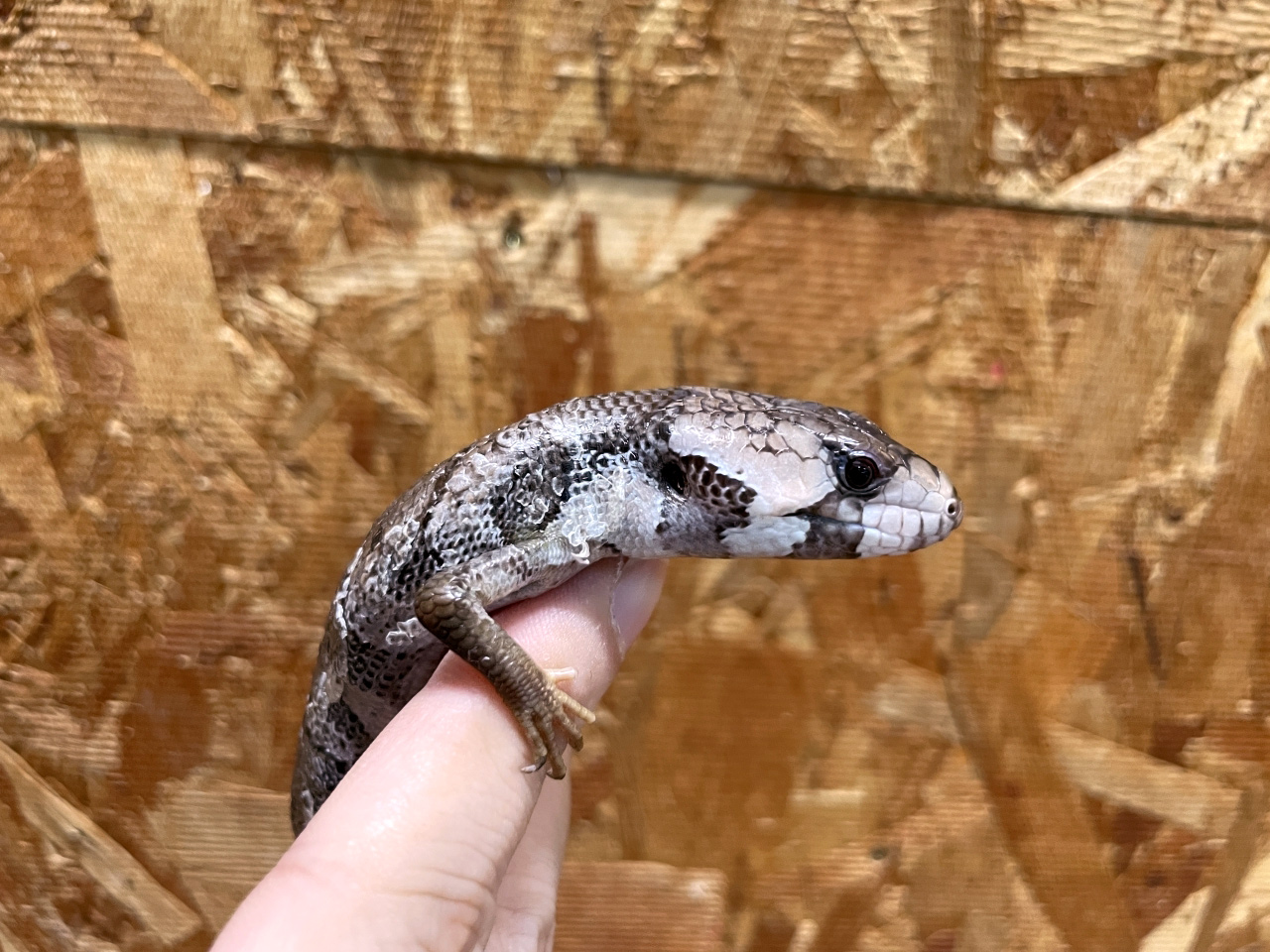モモジタトカゲ(6)