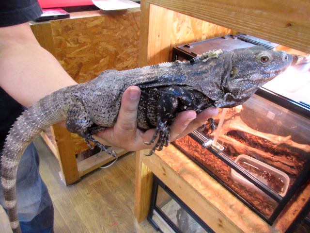 サンエステバントゲオイグアナ(9)