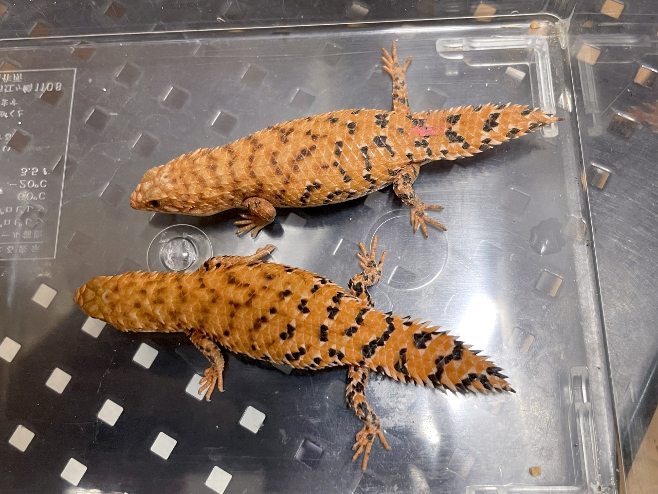 ヒガシピルバラヒメイワトカゲ(2)