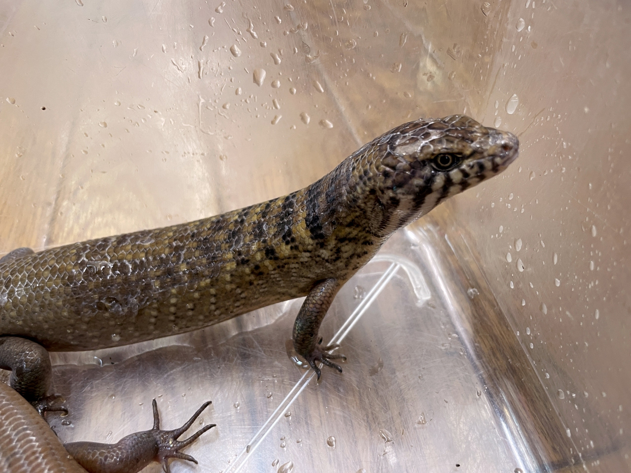 クマドリカラタケトカゲ(5)