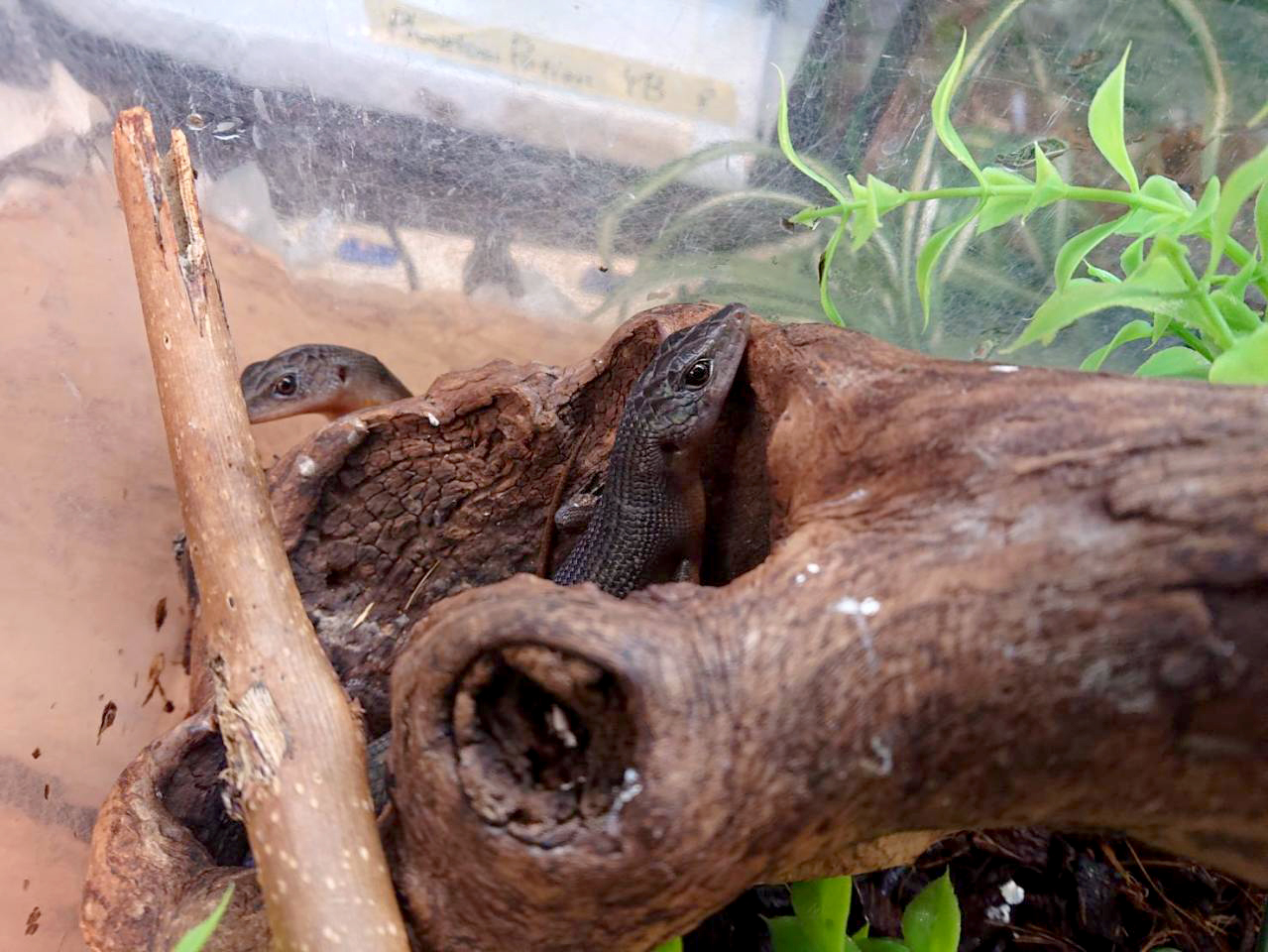 ブラックエモイア(5)