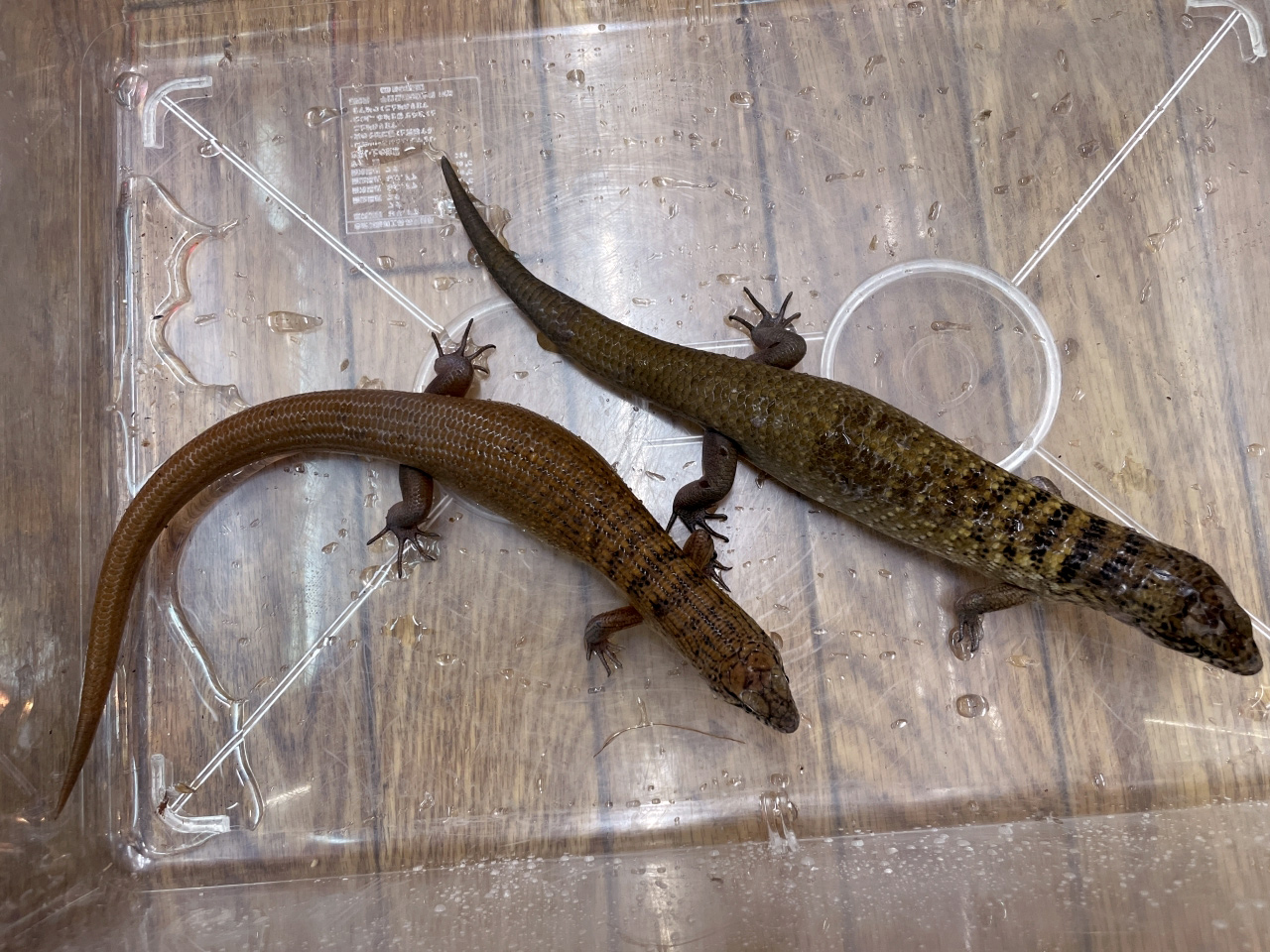 クマドリカラタケトカゲ(3)