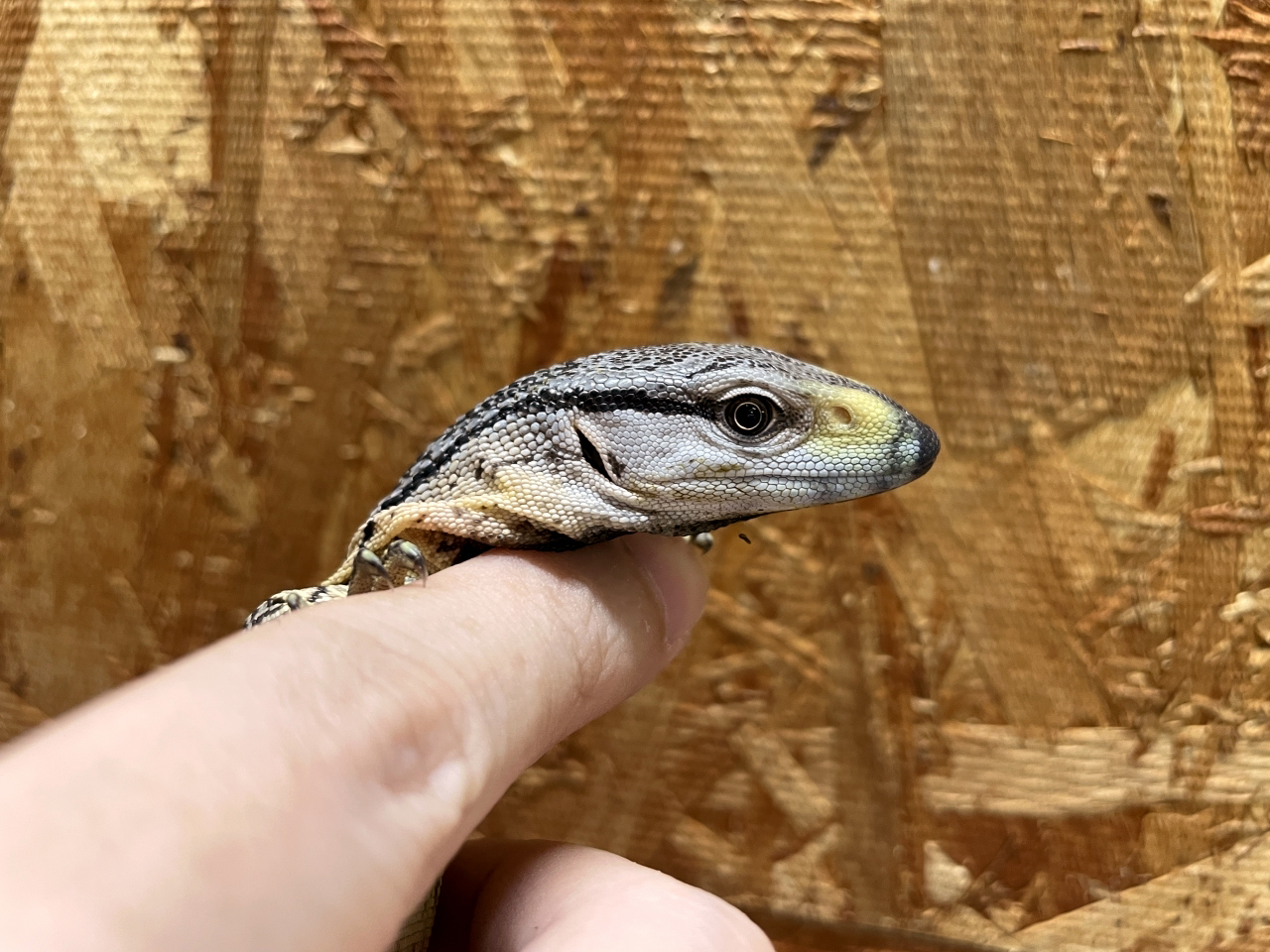 アフリカンロックモニター（ノドジロ）(10)