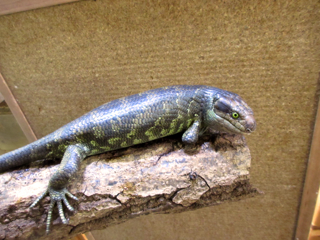 オマキトカゲ(6)