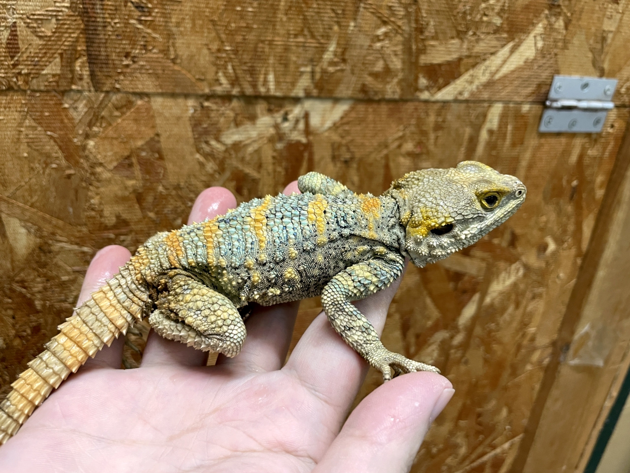 イロヌリアガマ(1)