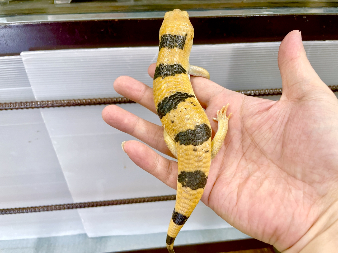 ピーターズバンデッドスキンク(11)