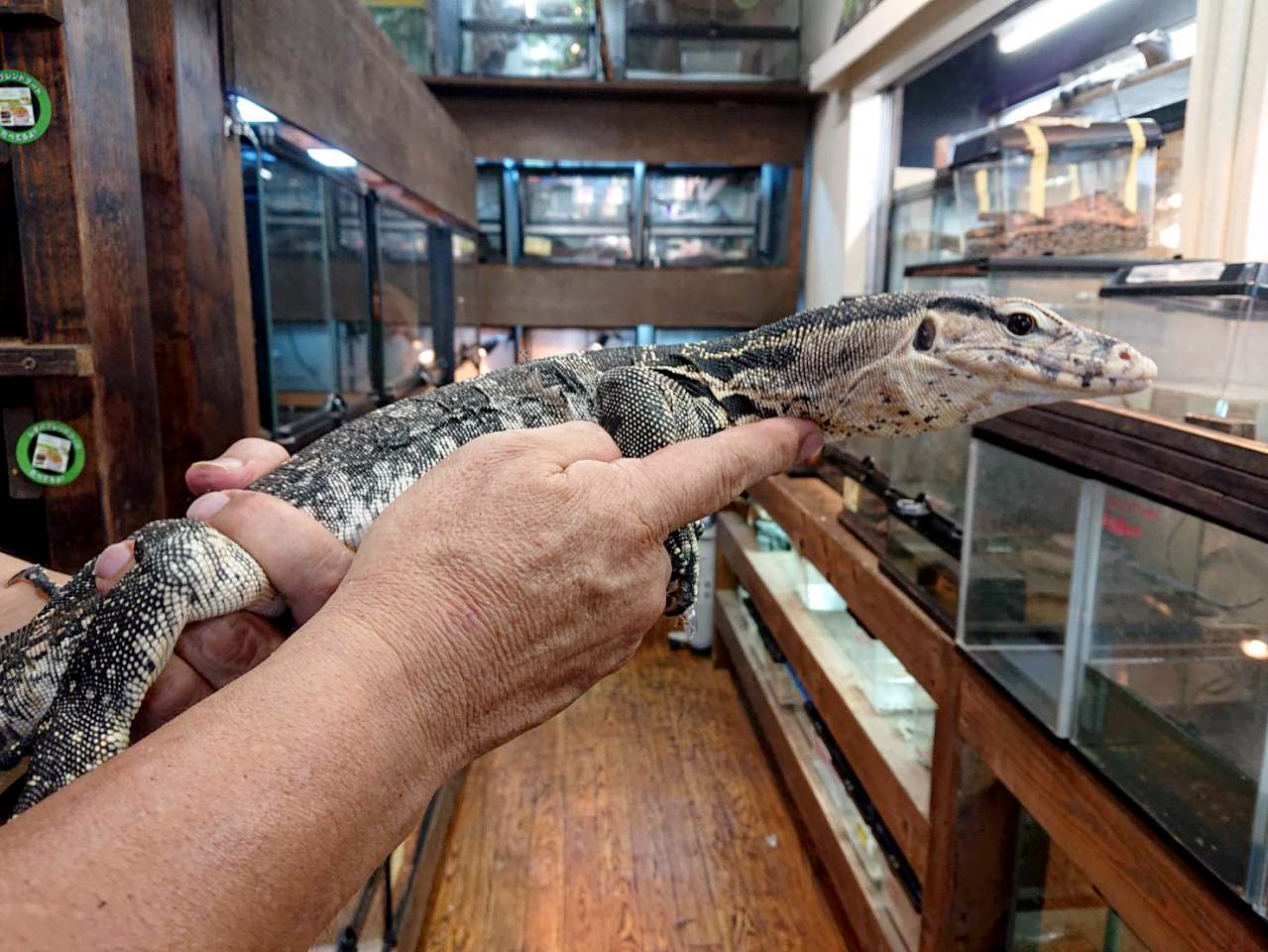 サルバトールモニター(3)