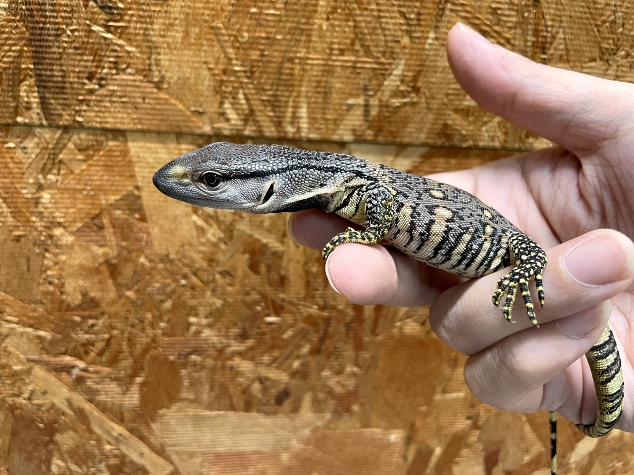 アフリカンロックモニター（ノドジロ）(5)