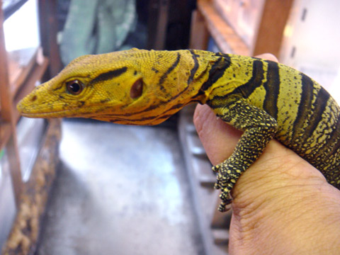 グレイモニター(10)