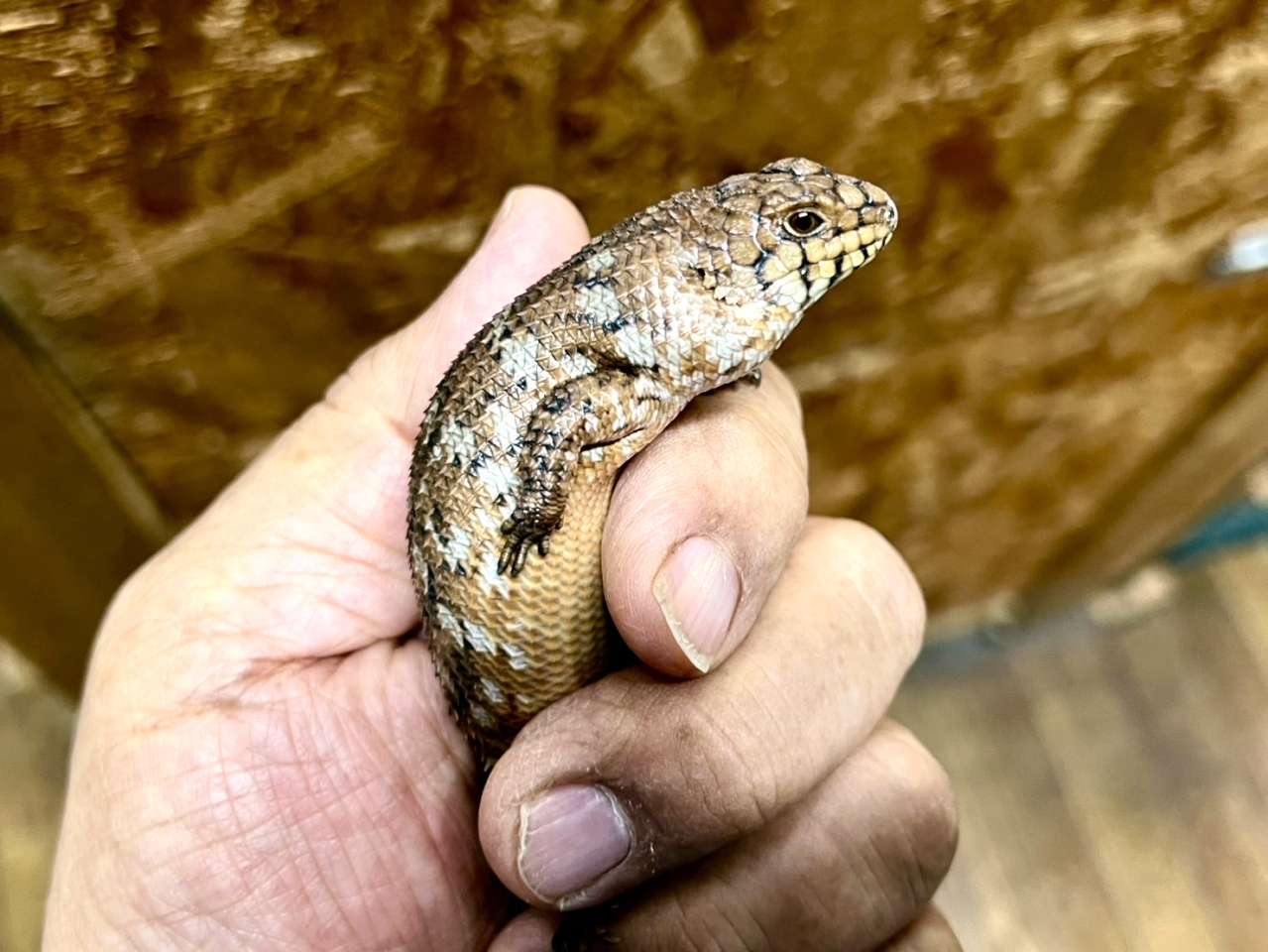 ストケスイワトカゲ（バディア）(3)