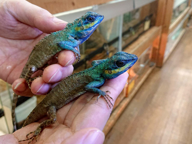 シロクチカロテス