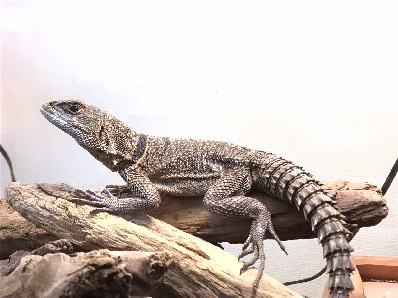 ハグルマブキオトカゲ(1)