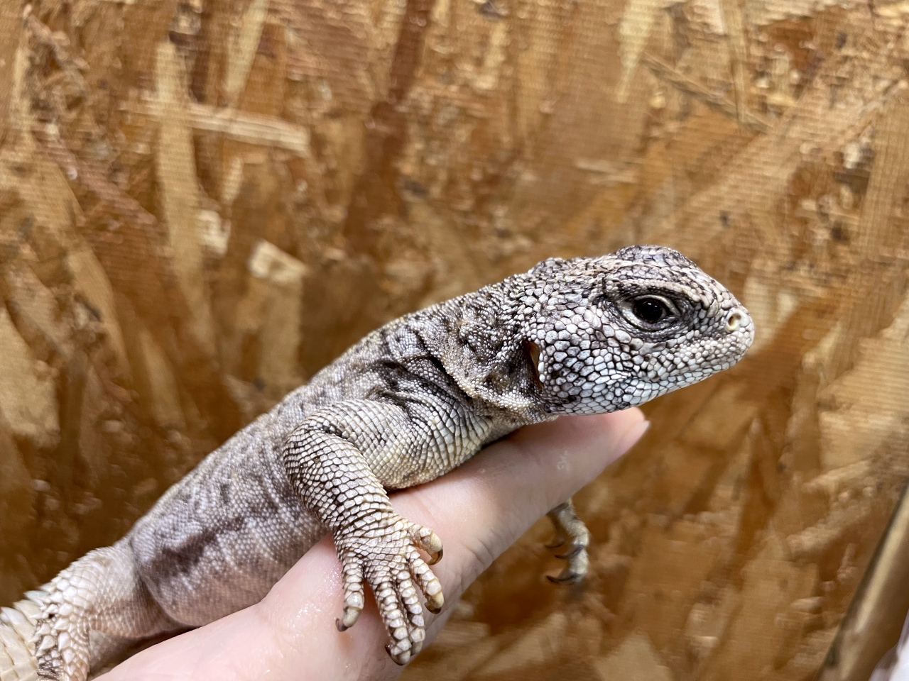 フィルビートゲオアガマ(12)