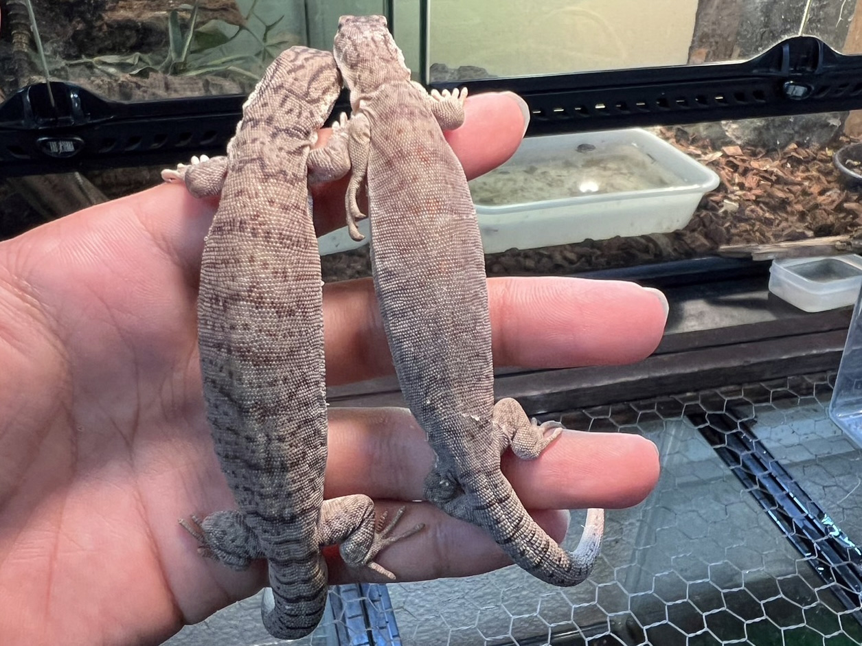 ピグミーマルガモニター(2)