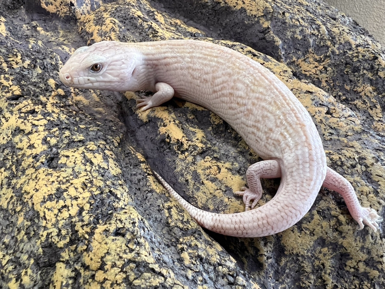 キタアオジタトカゲ(11)