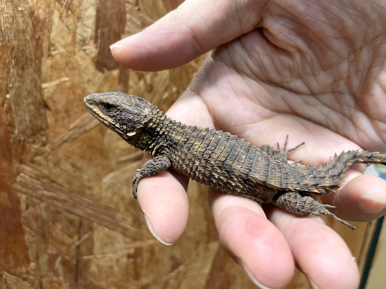 トロピクスヨロイトカゲ(5)