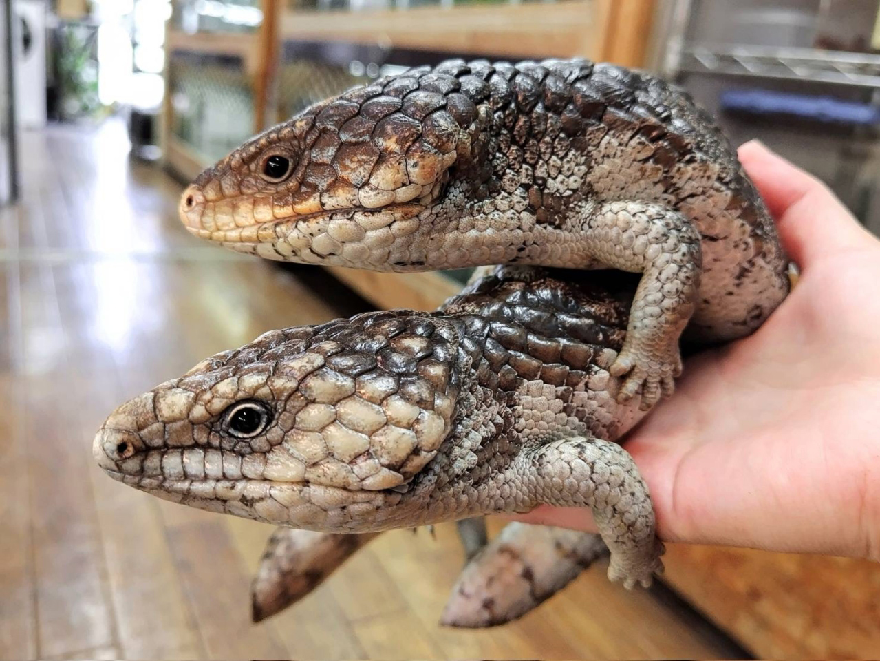 ニシマツカサトカゲ(9)