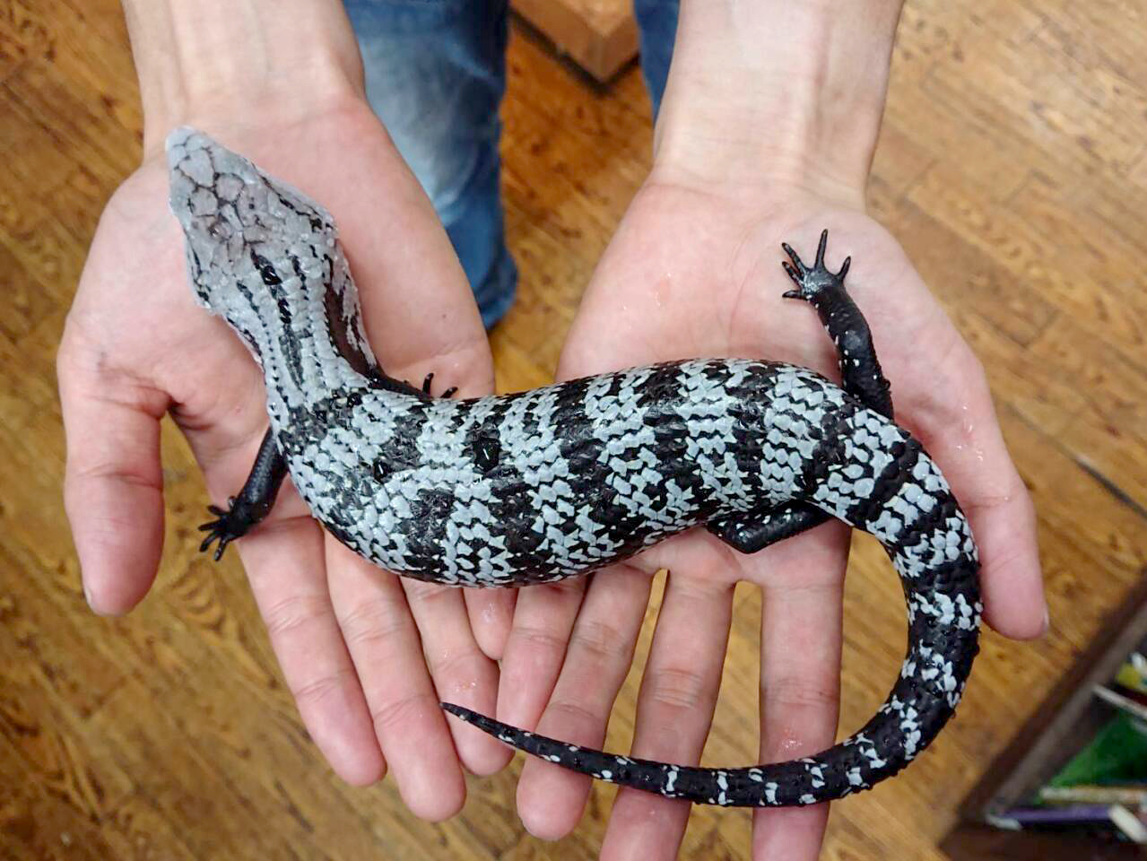 ハルマヘラアオジタトカゲ(11)