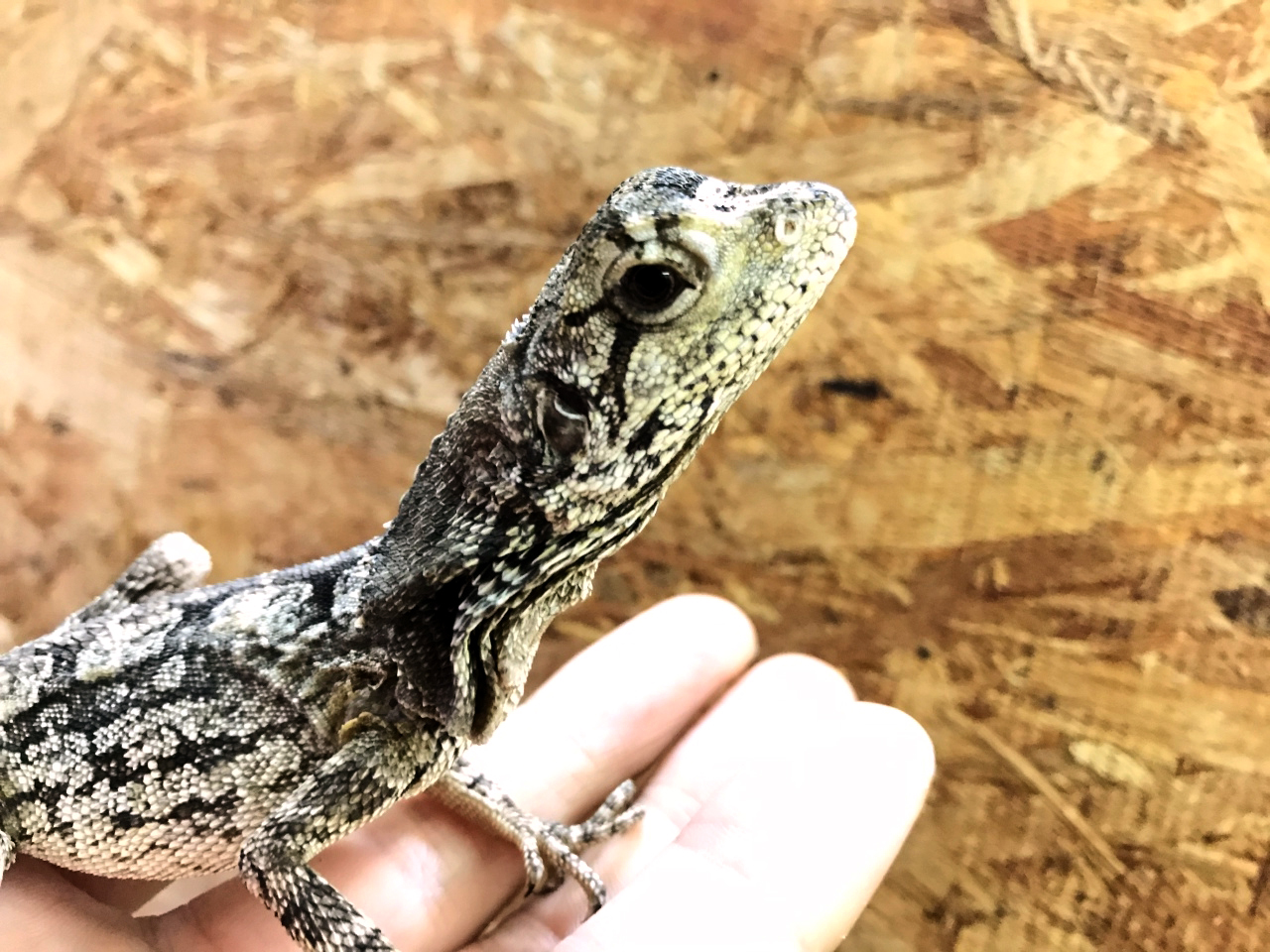 エリマキトカゲ(7)