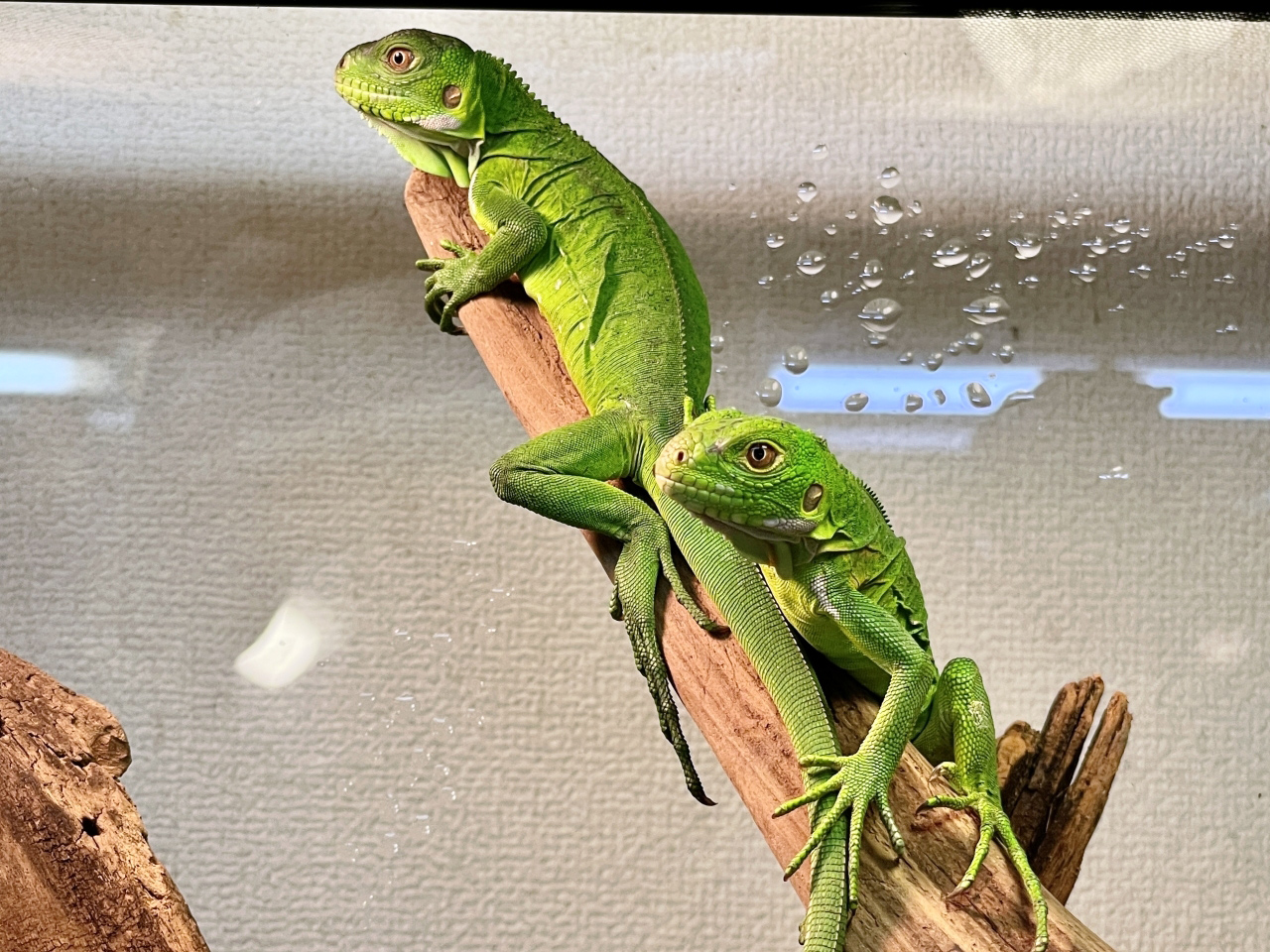 レッサーアンティルイグアナ(1)