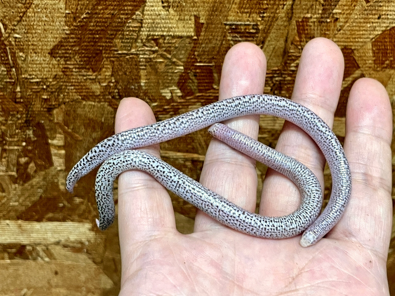 アラビアミミズトカゲ(1)