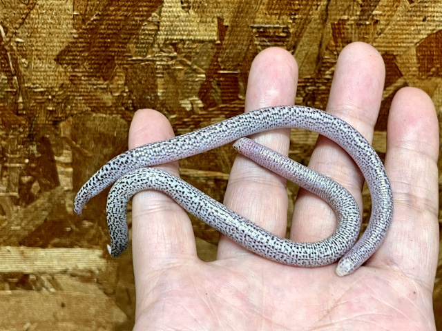 アラビアミミズトカゲ