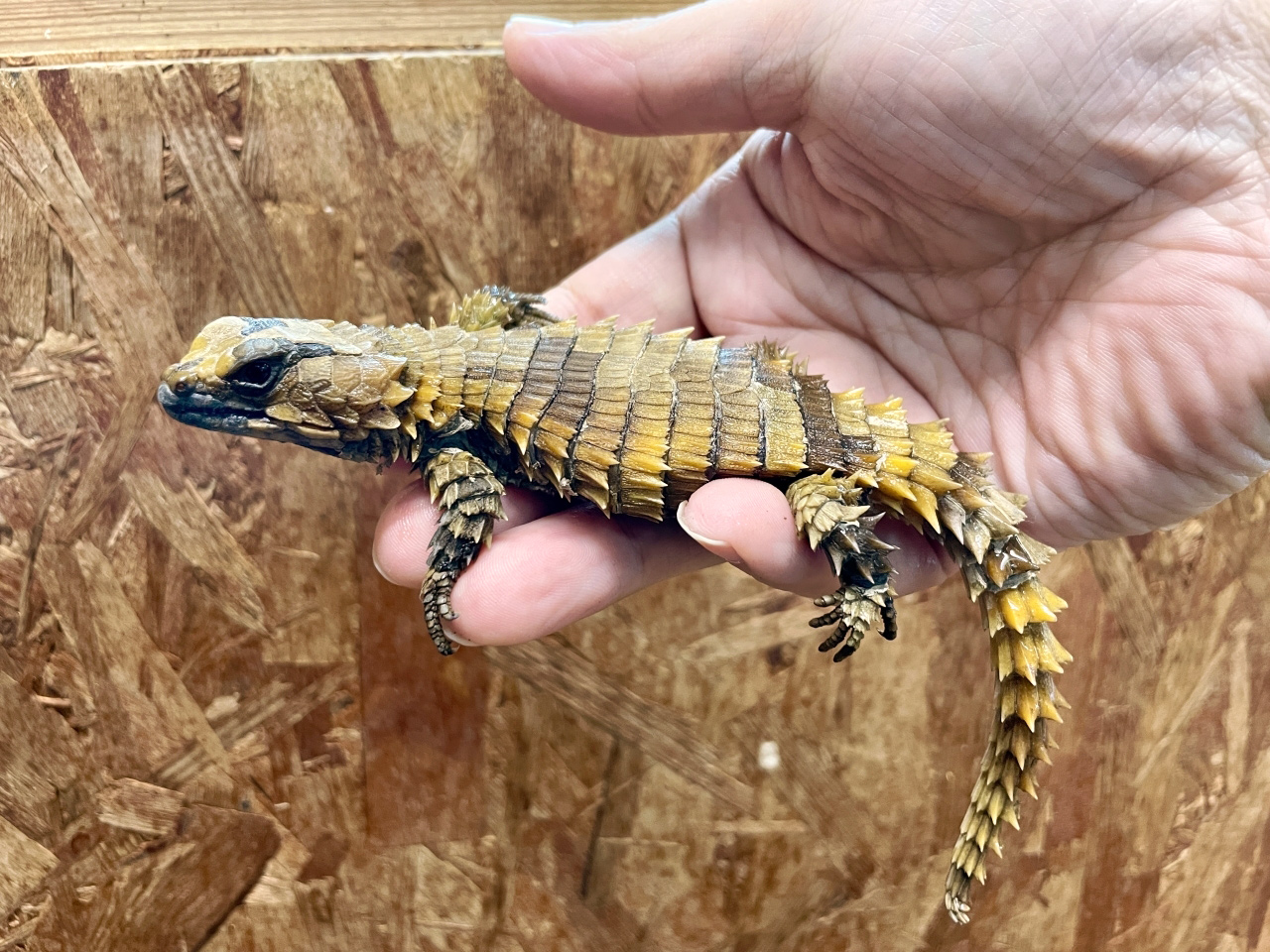 アルマジロトカゲ(3)