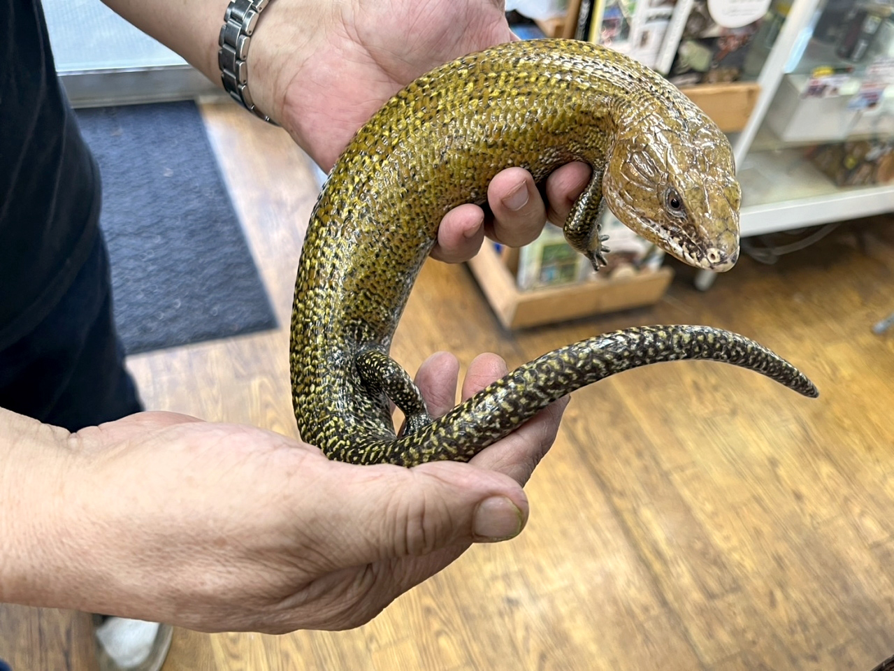 ケイアオジタトカゲ(7)