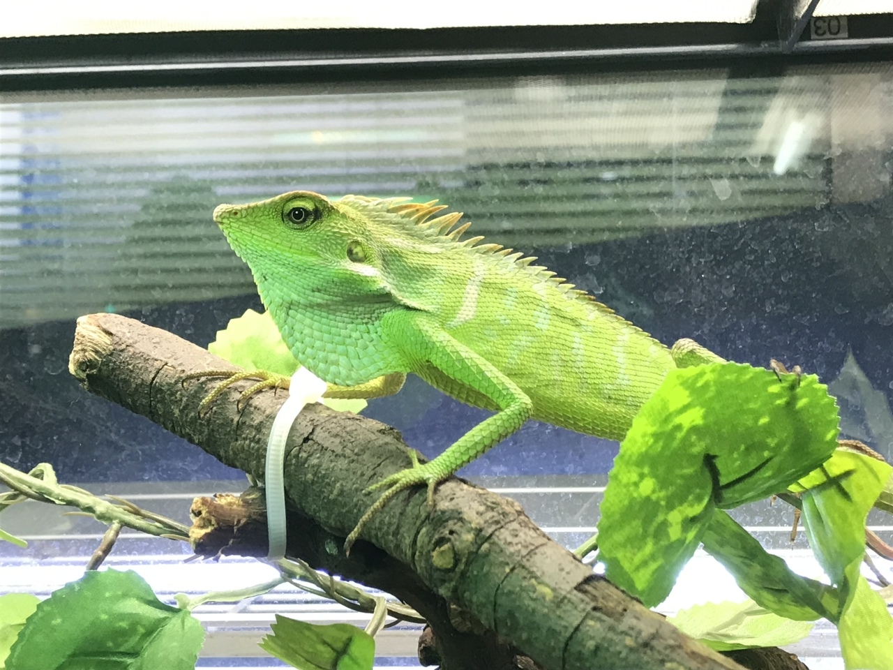 ユバトカロテス(1)