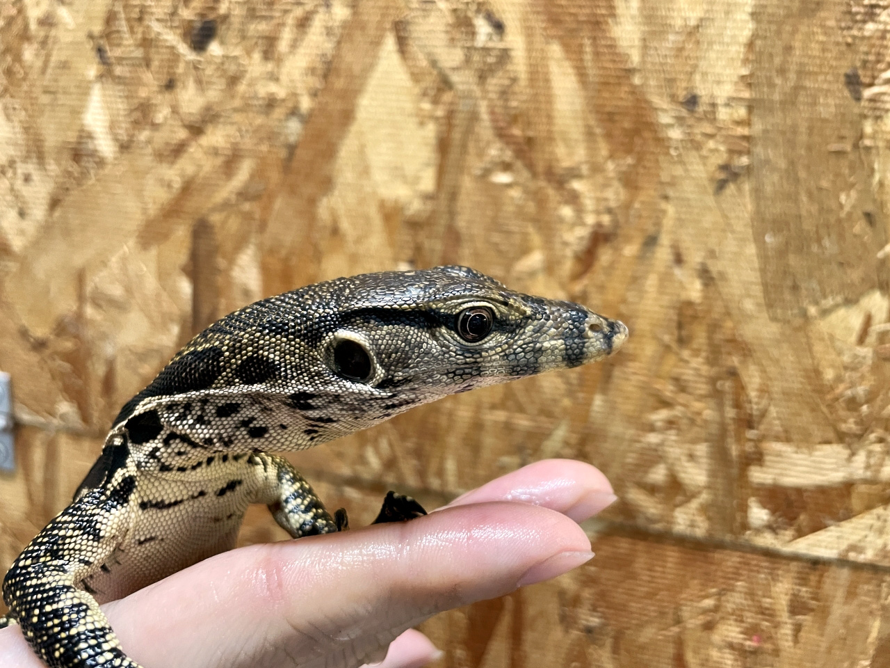 サルバトールモニター（ジャワ産）(10)