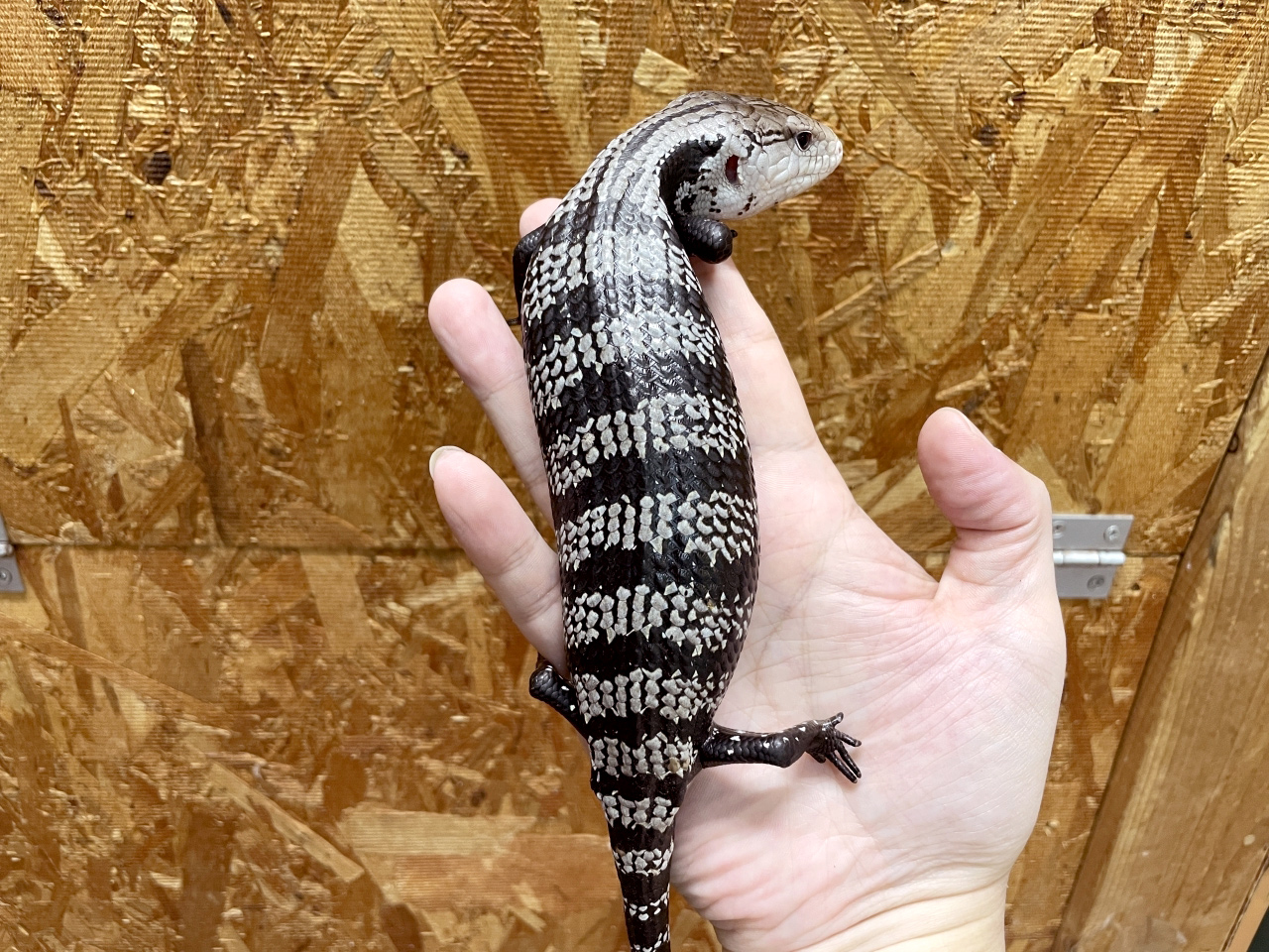 ハルマヘラアオジタトカゲ(5)