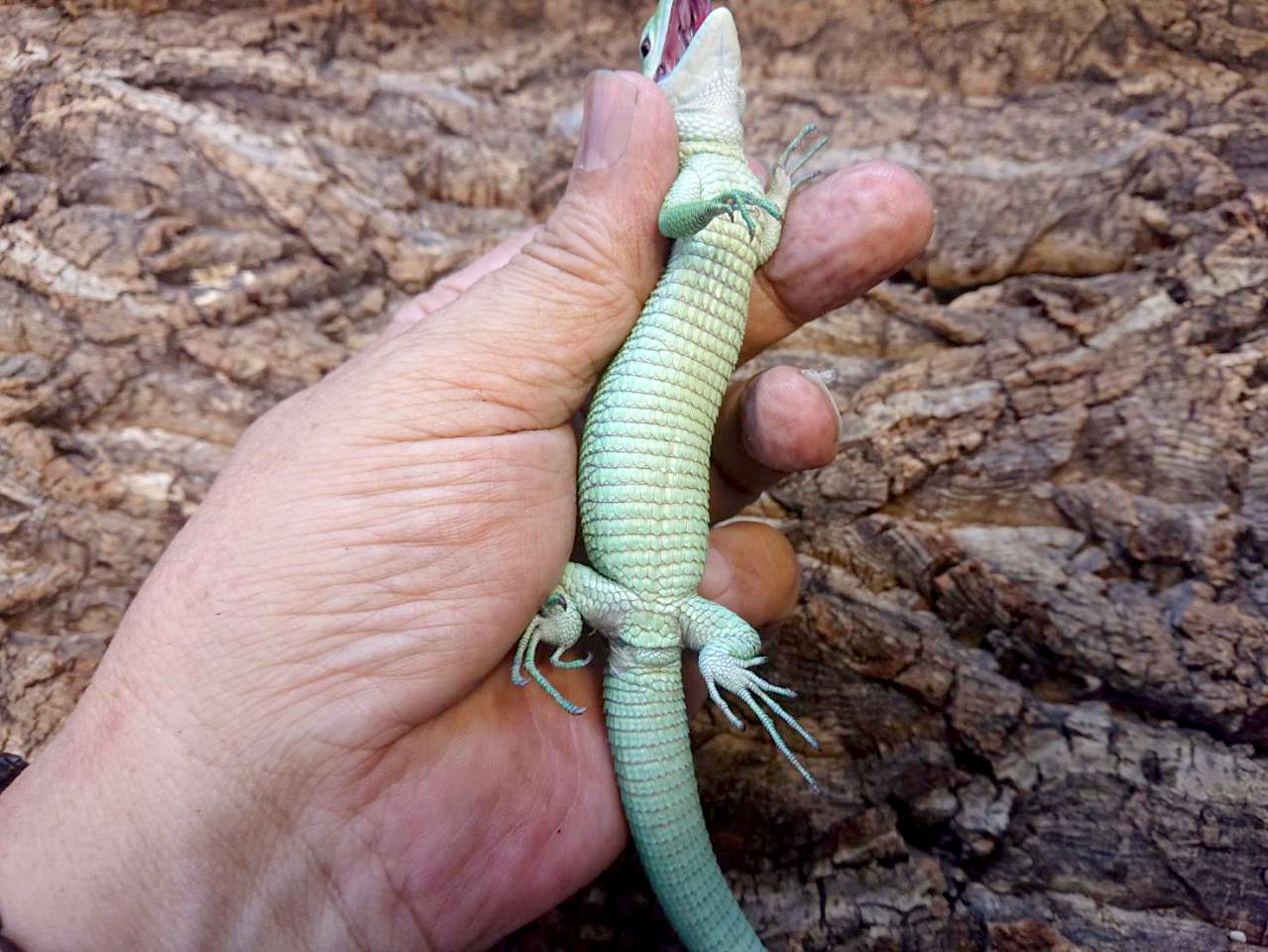 ミドリガストロカナヘビ(4)