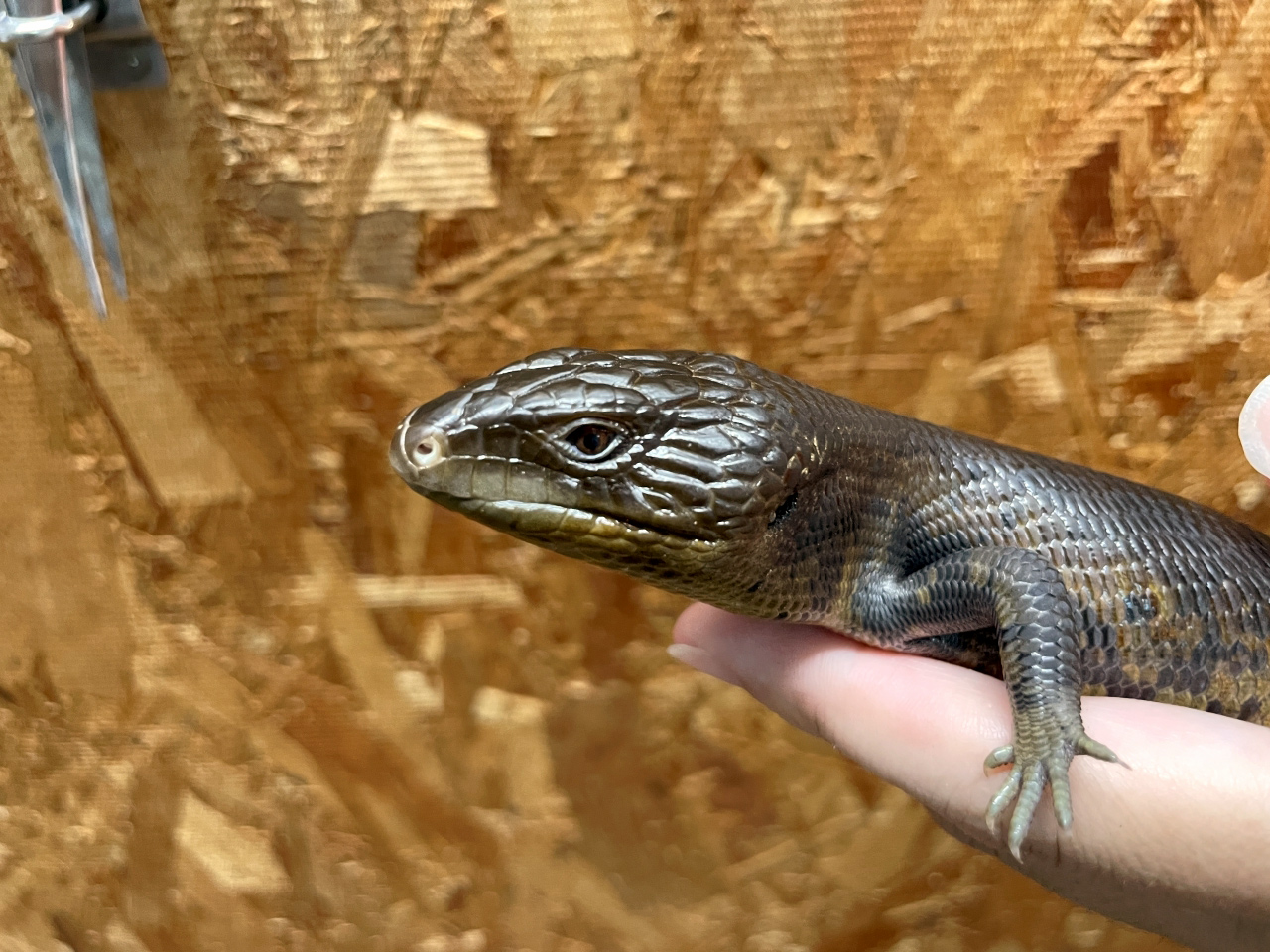 ヒガシアオジタトカゲ(4)