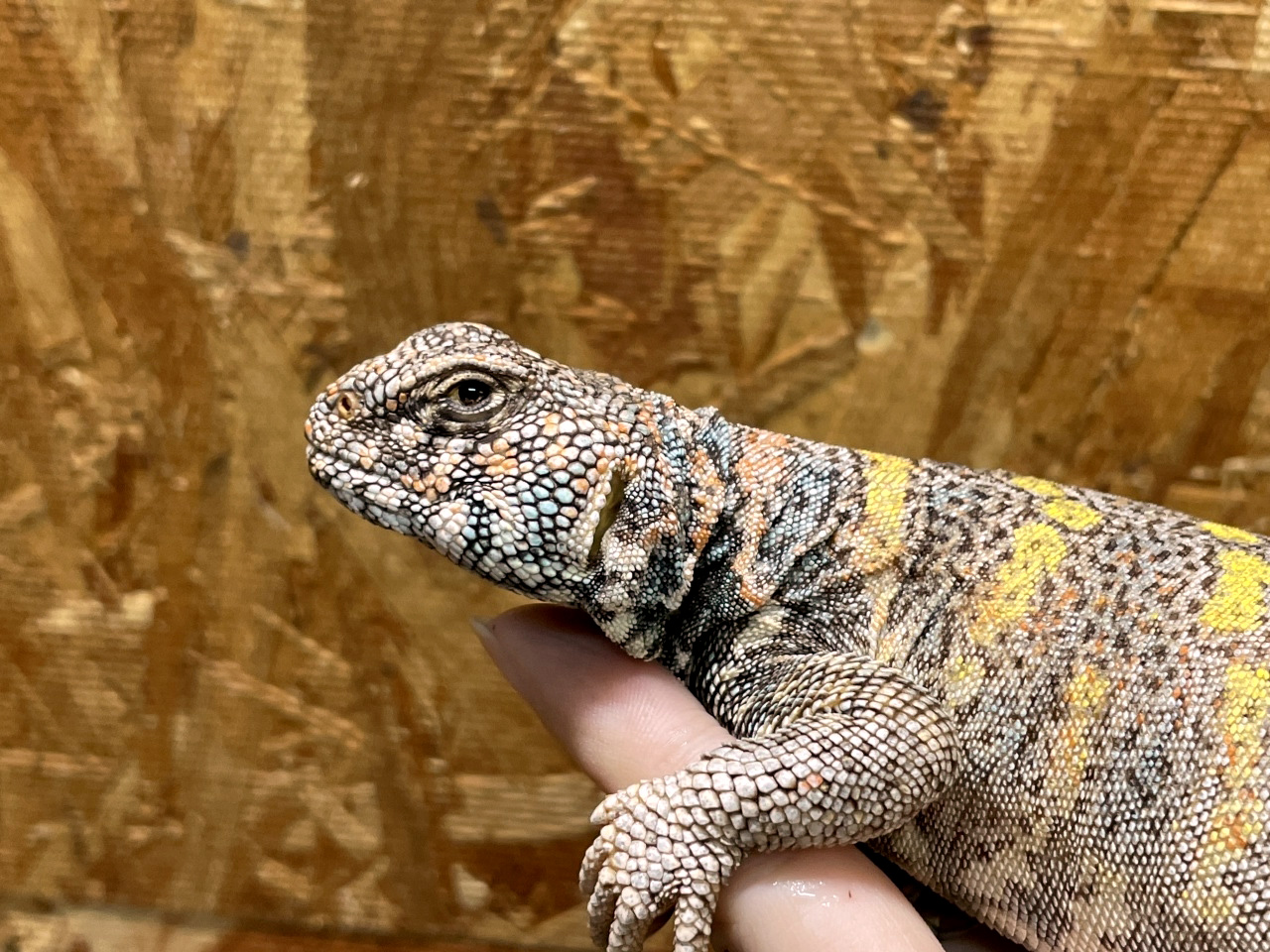 ニシキトゲオアガマ(5)