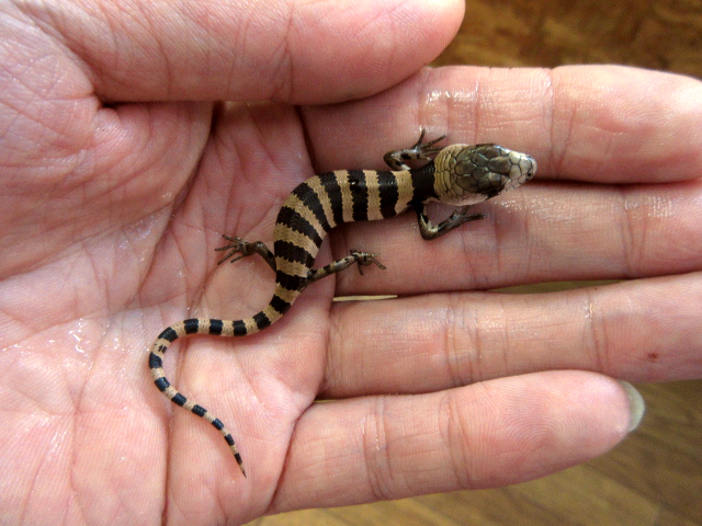 モモジタトカゲ(12)