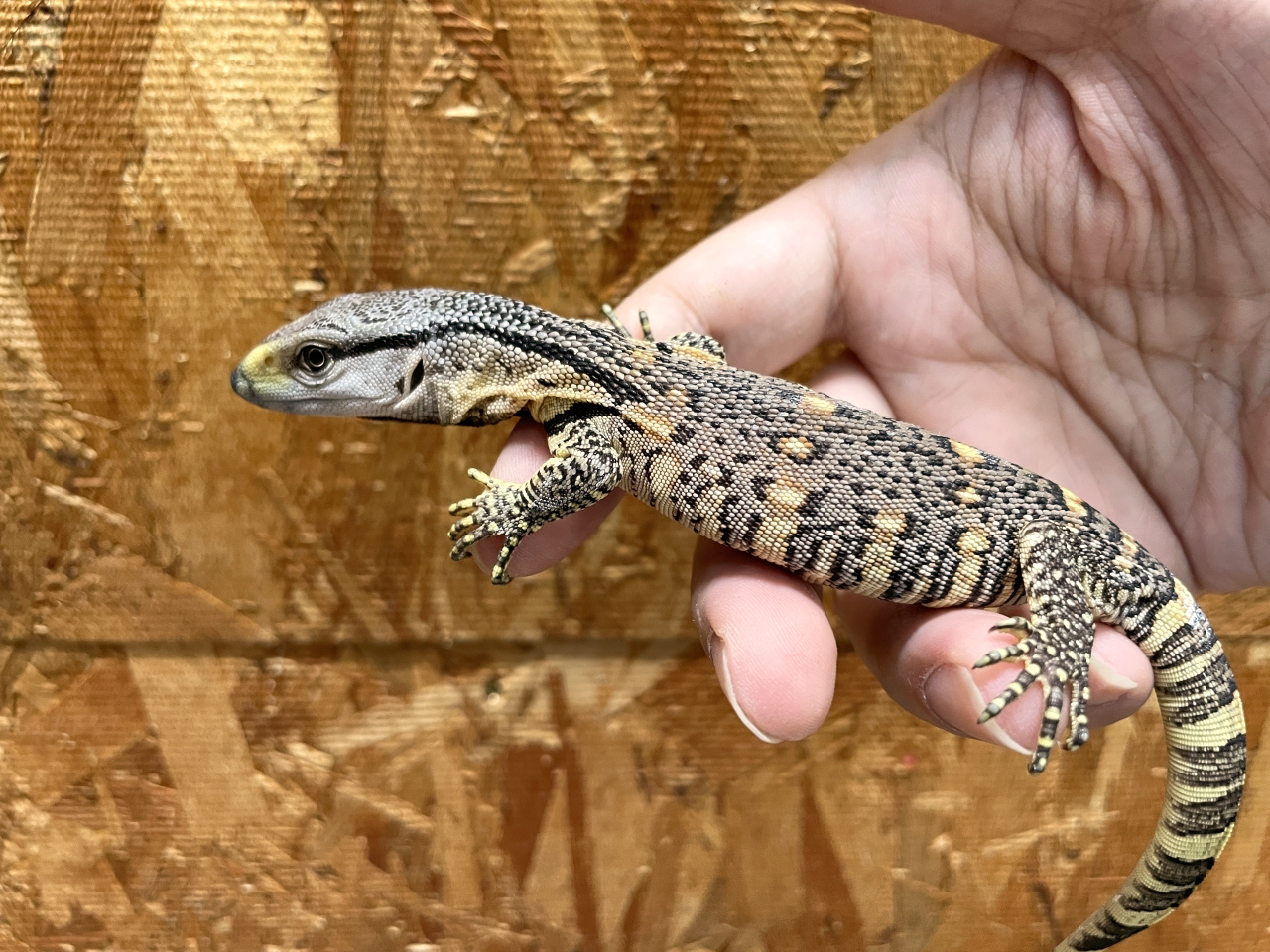 アフリカンロックモニター（ノドジロ）(8)