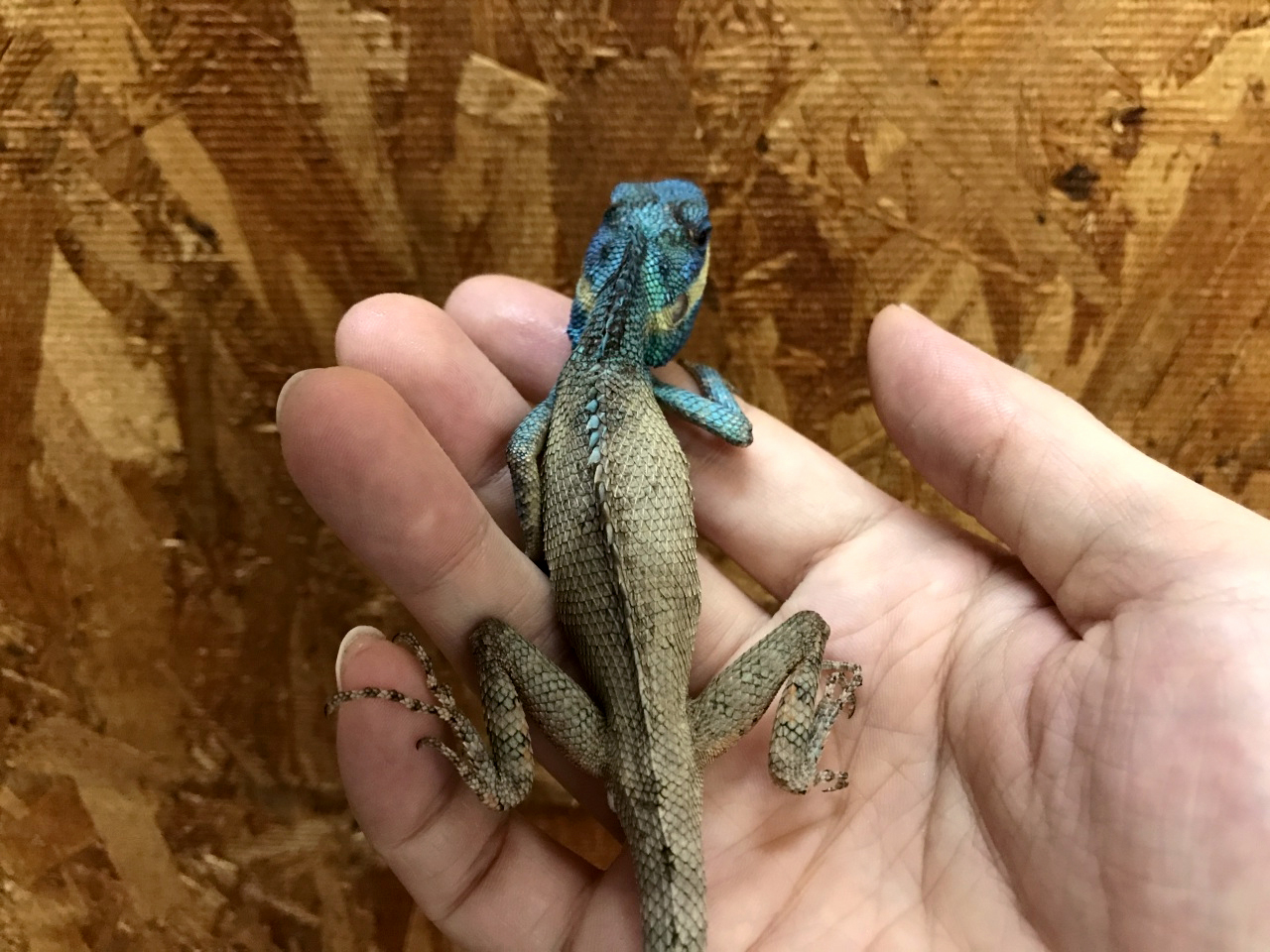 バカエカロテス(2)