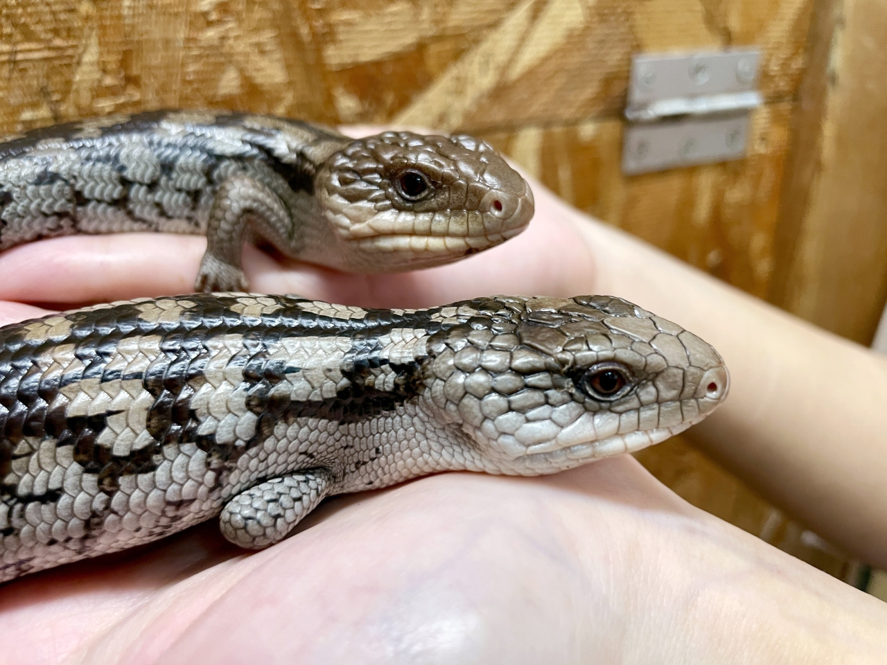 マダラアオジタトカゲ(9)