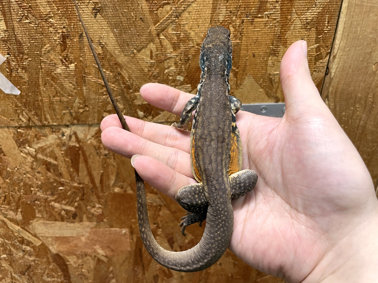 リーブスバタフライアガマ(3)