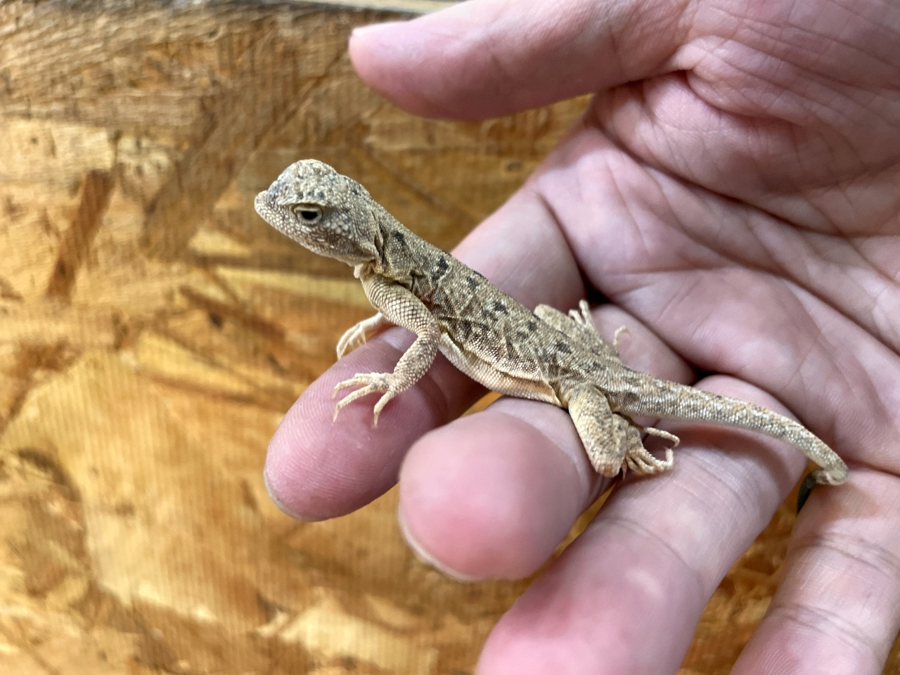 プシバルスキーカエルアタマアガマ(1)