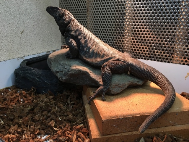 エンジェルアイランドチャクワラ